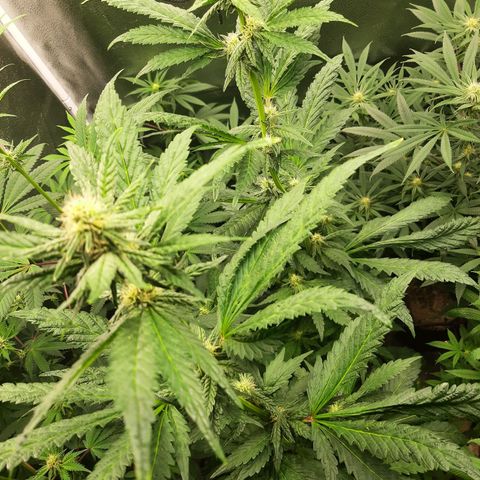 Krillans Kush  growlog timeline photo