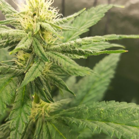 Krillans Kush  growlog timeline photo