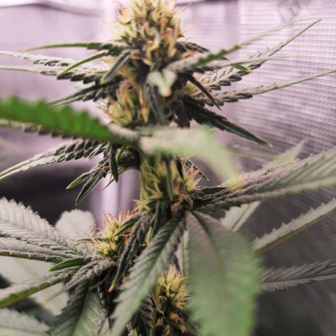 Pupil King growlog timeline photo