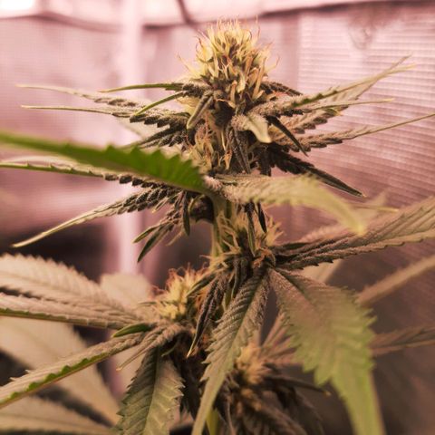 Pupil King growlog timeline photo