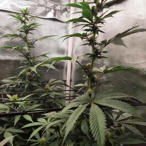 Pupil King growlog timeline photo
