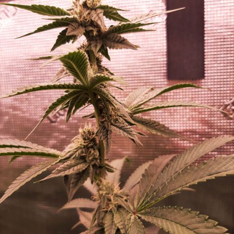 Deleted Scene growlog timeline photo