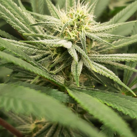 Tony Profit f3 (4) growlog timeline photo