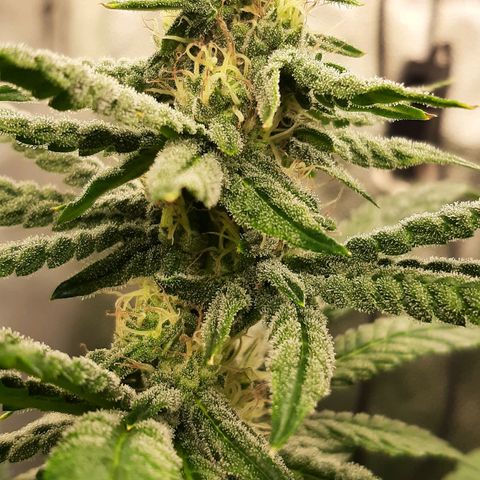 Krillans Kush  growlog timeline photo