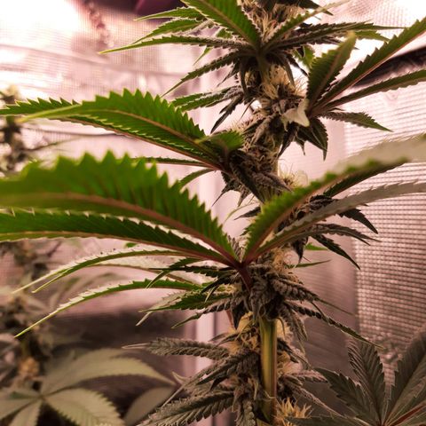 Pupil King growlog timeline photo