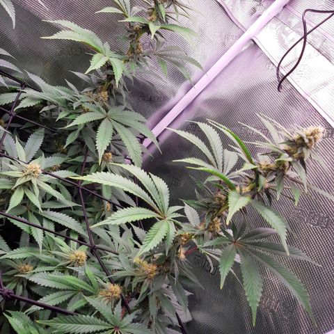 Pupil King growlog timeline photo