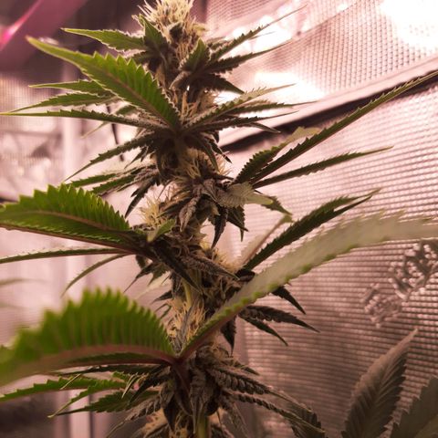 Pupil King growlog timeline photo