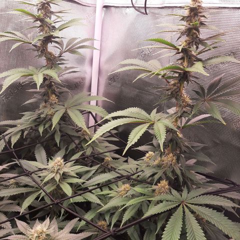 Pupil King growlog timeline photo