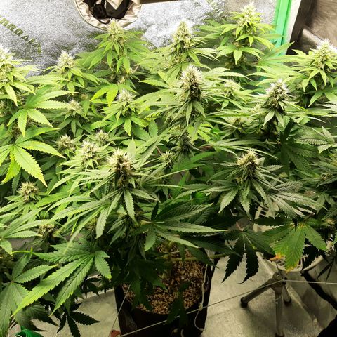 Chocolate Fire #2 growlog timeline photo