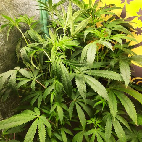 Pupil King #2 growlog timeline photo