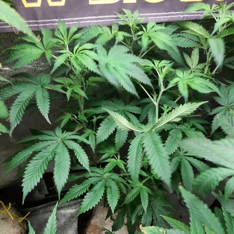 Star Pupil x Vanilla Sunbreath  growlog timeline photo