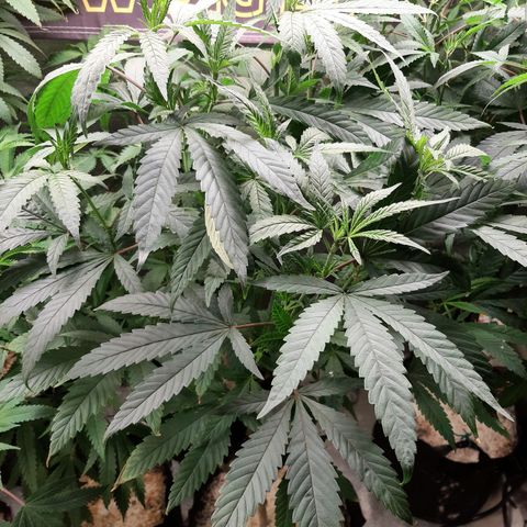 Chocolate Fire growlog timeline photo