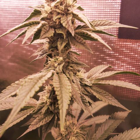 Pupil King growlog timeline photo