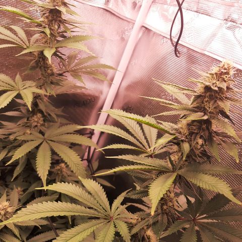 Pupil King growlog timeline photo
