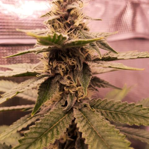 Deleted Scene growlog timeline photo