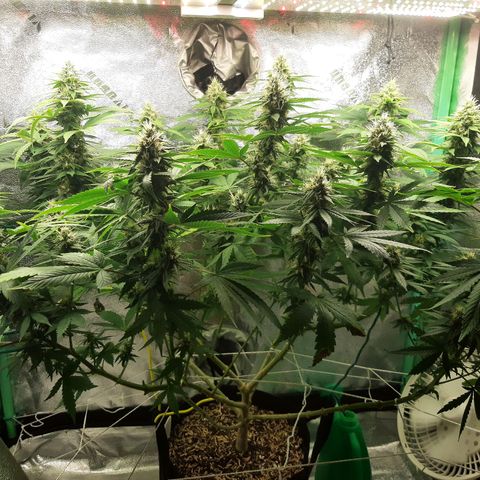 Chocolate Fire #2 growlog timeline photo
