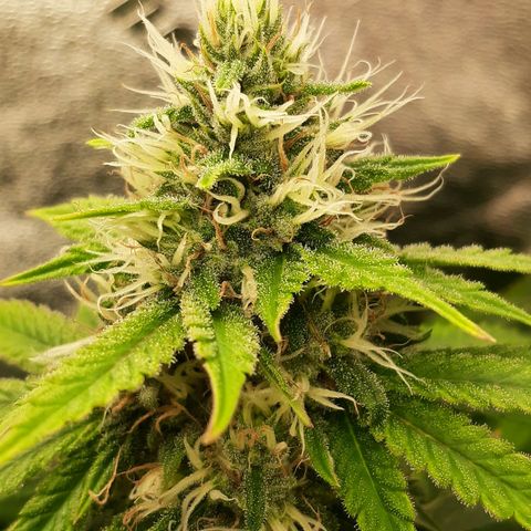 Chocolate Fire #2 growlog timeline photo