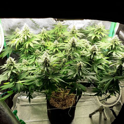 Chocolate Fire #2 growlog timeline photo
