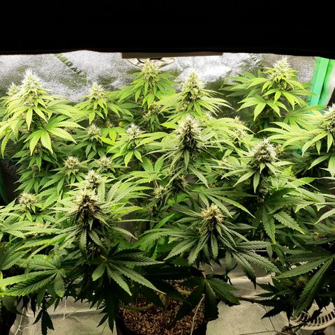 Chocolate Fire #2 growlog timeline photo