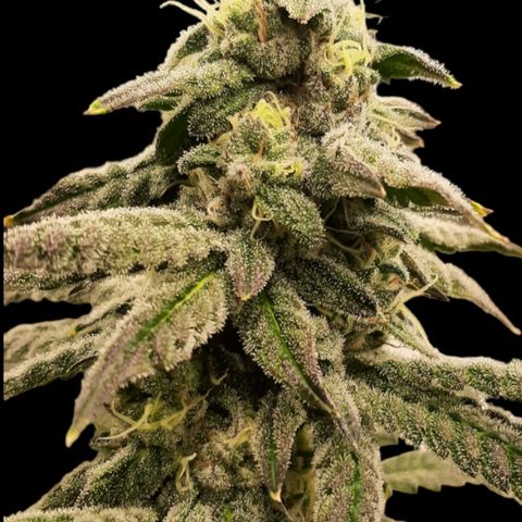 Krillans Kush  growlog timeline photo