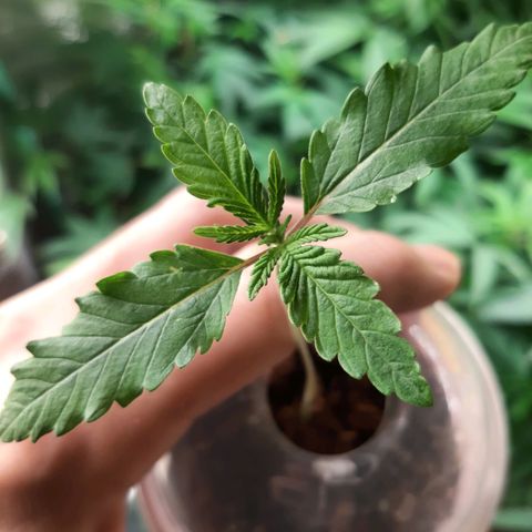 Pink Banana Trufflez growlog timeline photo