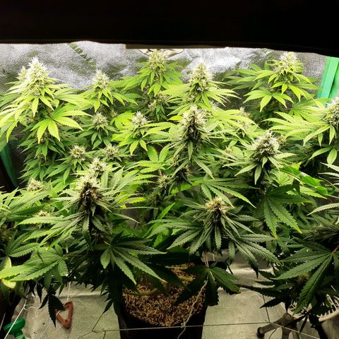 Chocolate Fire #2 growlog timeline photo