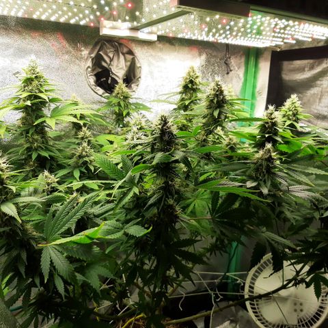 Chocolate Fire #2 growlog timeline photo
