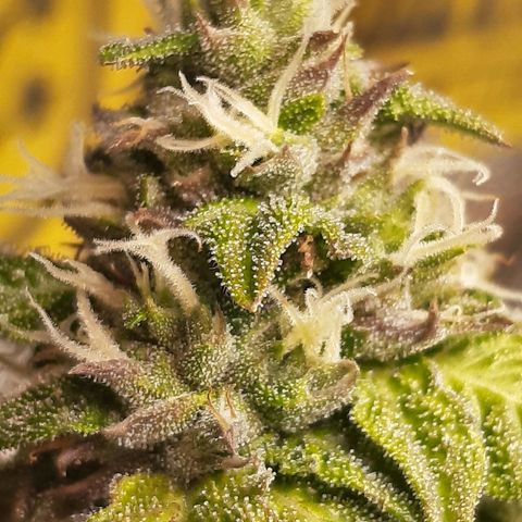 Pink Jelly growlog timeline photo