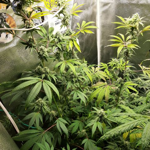 Pink Jelly growlog timeline photo