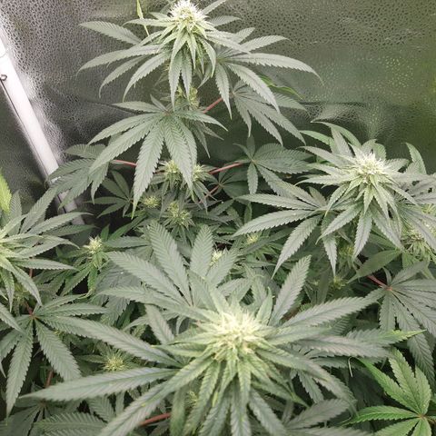 Black Queen Cookies growlog timeline photo