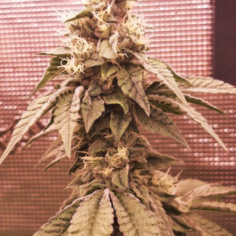 Deleted Scene growlog timeline photo