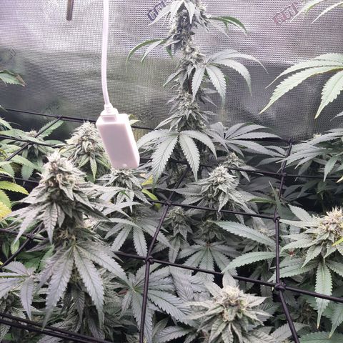 Deleted Scene growlog timeline photo