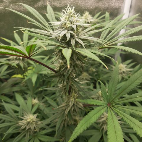 Tony Profit f3 (4) growlog timeline photo