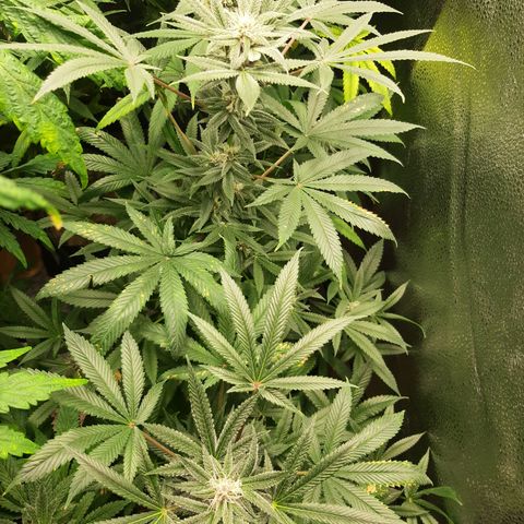 Tony Profit f3 (4) growlog timeline photo