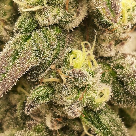 Krillans Kush  growlog timeline photo
