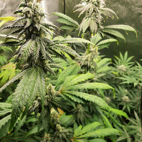 Krillans Kush  growlog timeline photo