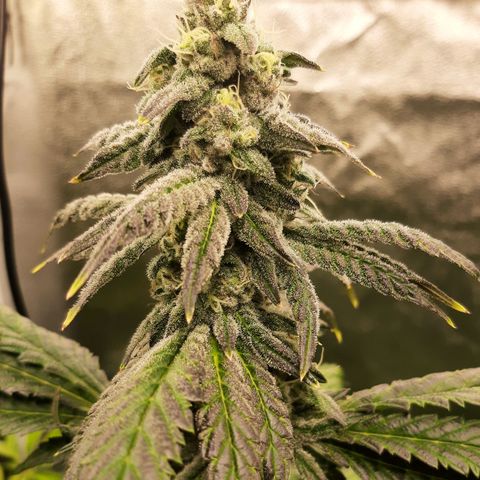 Krillans Kush  growlog timeline photo