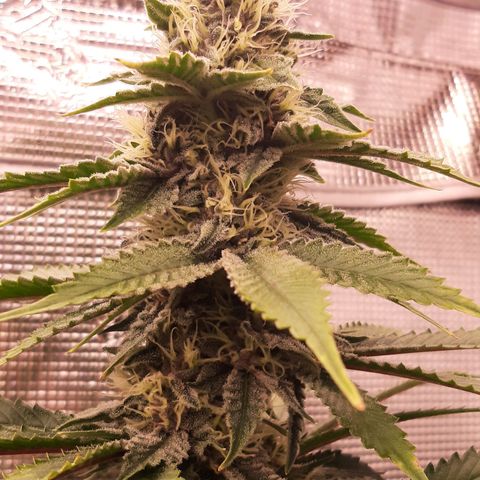 Pupil King growlog timeline photo