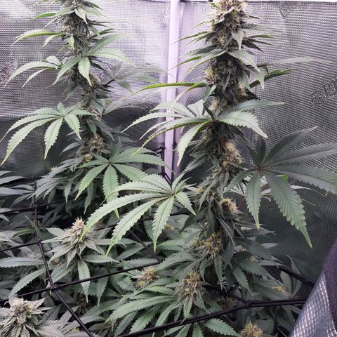 Pupil King growlog timeline photo