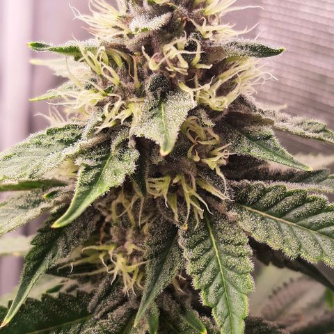 Pupil King growlog timeline photo