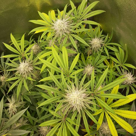 Tony Profit f3 (4) growlog timeline photo