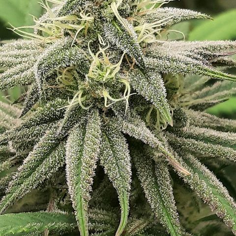 Tony Profit f3 (4) growlog timeline photo