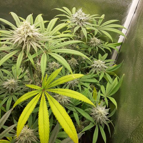 Tony Profit f3 (4) growlog timeline photo