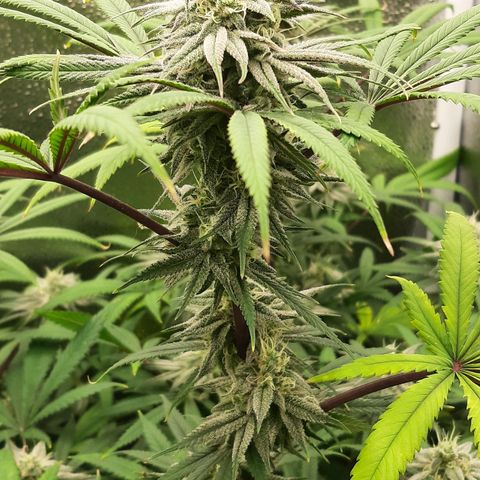 Tony Profit f3 (4) growlog timeline photo