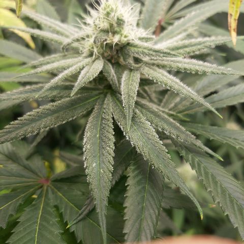 Tony Profit f3 (4) growlog timeline photo