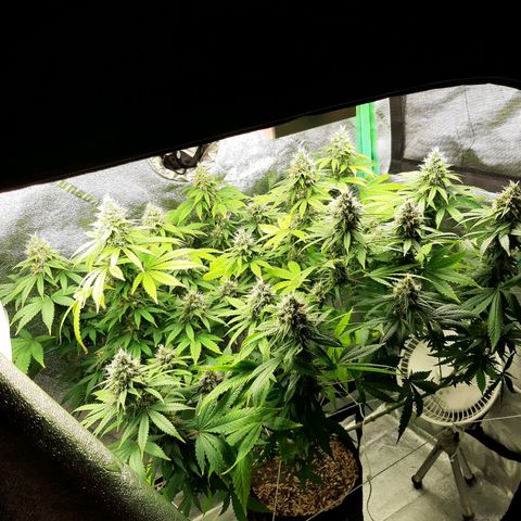 Chocolate Fire #2 growlog timeline photo