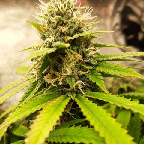 Chocolate Fire #2 growlog timeline photo