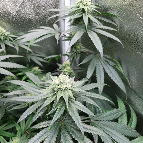 Black Queen Cookies growlog timeline photo