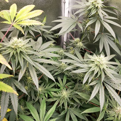 Black Queen Cookies growlog timeline photo