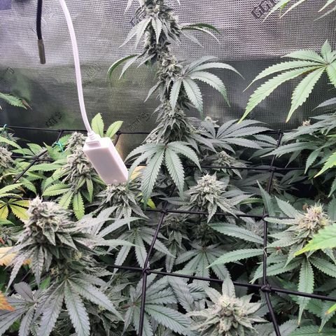 Deleted Scene growlog timeline photo